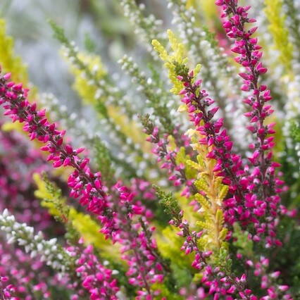 Vres - Calluna Vulgaris 