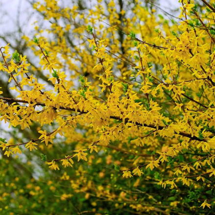  Zlatý dážď- Forsythia intermedia 40/80
