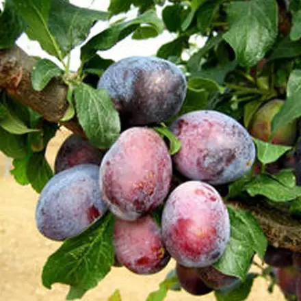 slivka Duranzia 120/140