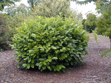 Prunus laur. Novita 20/30