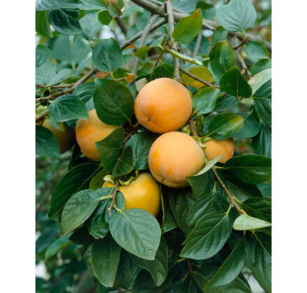 Hurmikaki Ragno 140/160 sladké voľnok.