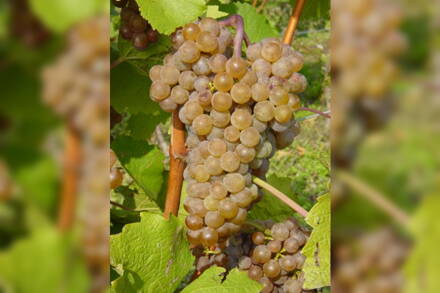 vinič Hibernal dezertný -20st.C kont.