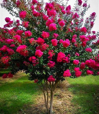 Lagerstroemia indica -myrta krepová 140/160