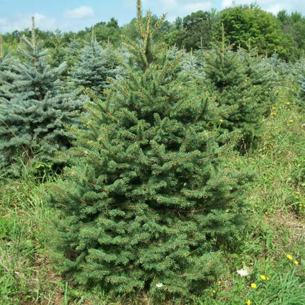 picea omorica 100/120