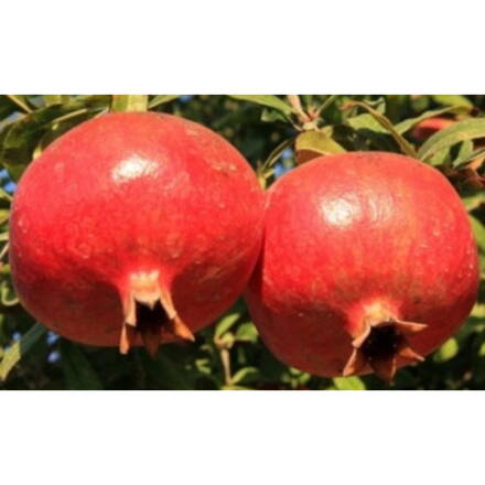 granátové jablko Frutto Rosso 160/180