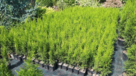 Thuja Smaragd 40/50