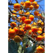 hurmikaki Rosijanka/ Virginiana 80/ 120 kont.-27st.C