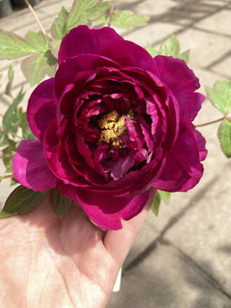 Pivonka drevitá  - paeonia  pivonia 