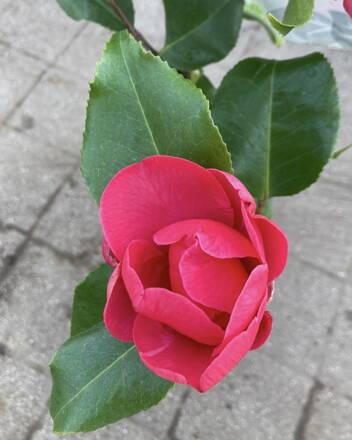 Kamélia Camellia japonica