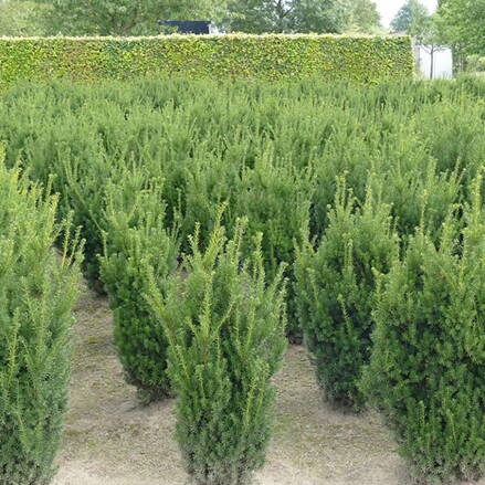 Tis taxus  media Hilili 120/140