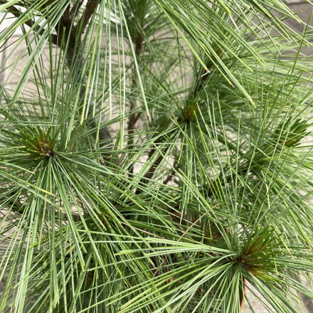 Pinus schwerini Wiethorst 20/30 