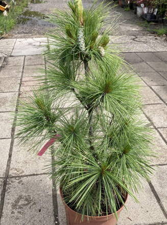 Borovica Pinus schwerinii Wiethorst +40