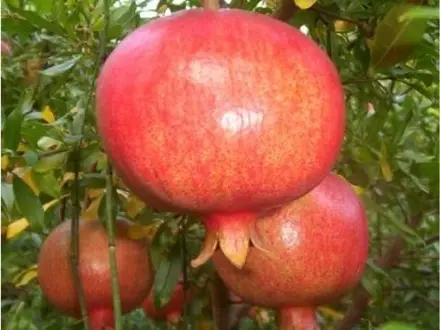 granatové jablko Wonderful 80/120 punica granatum